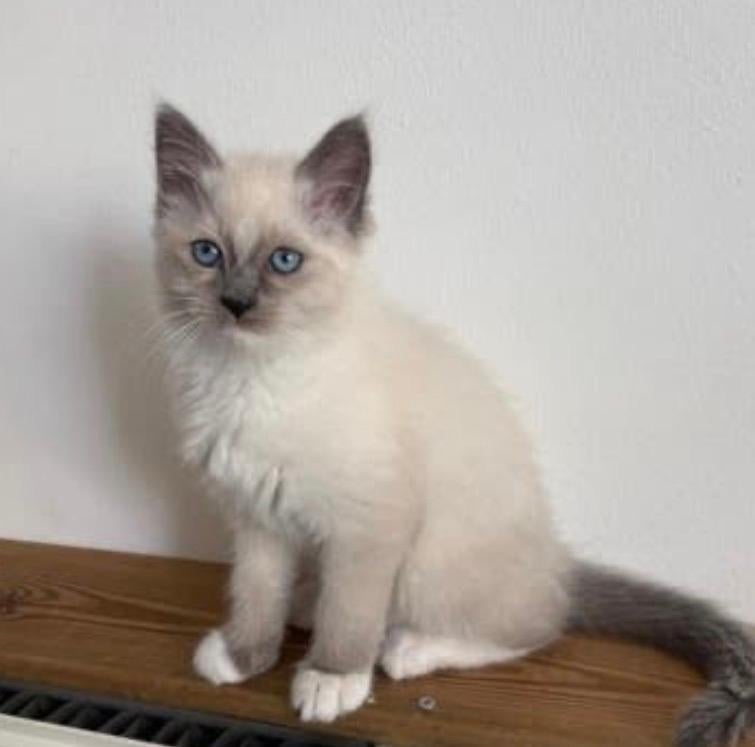 Ragdoll Kitten (per direct), Dieren en Toebehoren, Katten en Kittens | Overige Katten, Kater