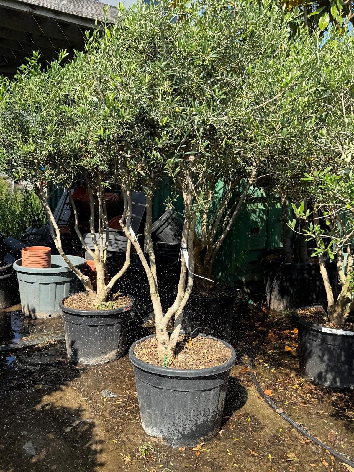 Prachtige meerstammige olijfbomen voor uw tuin, Ophalen of Verzenden, Lente, Olijfboom, 250 tot 400 cm