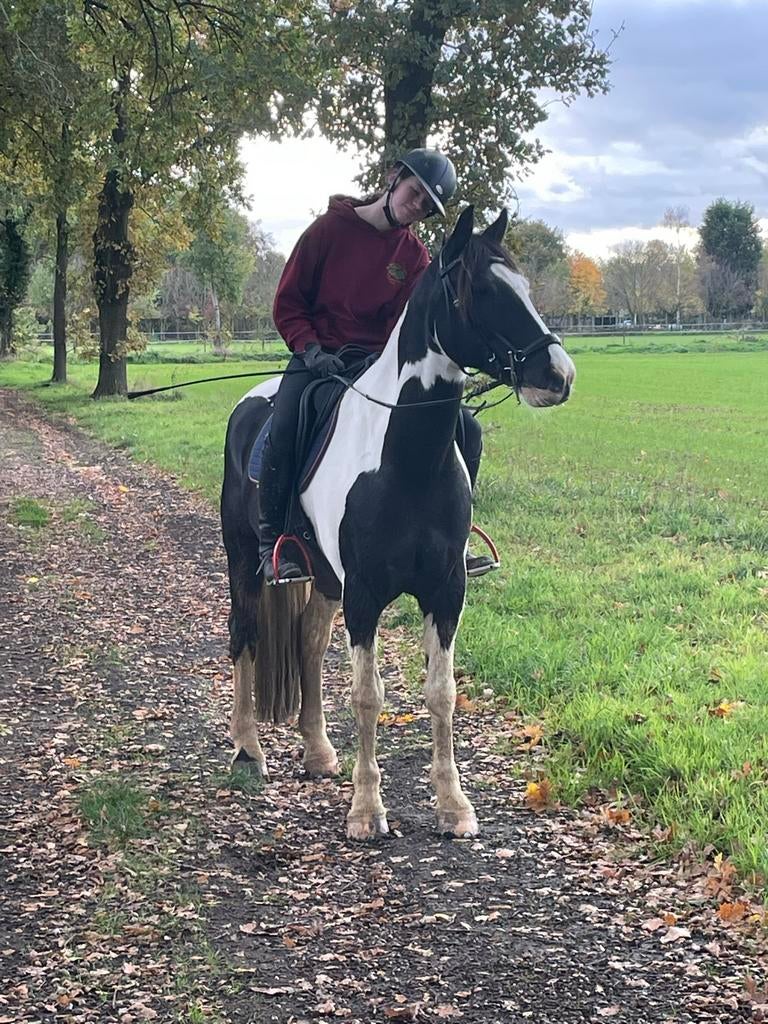 Leuke lieve E pony, Ruin, 11 jaar of ouder