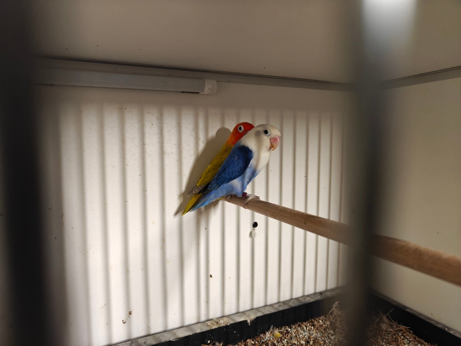 Koppel fischeri, Meerdere dieren, Dwergpapegaai of Agapornis