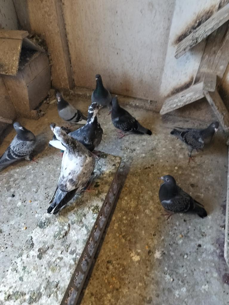 8 jonge postduiven, Dieren en Toebehoren, Vogels | Duiven, Meerdere dieren, Postduif