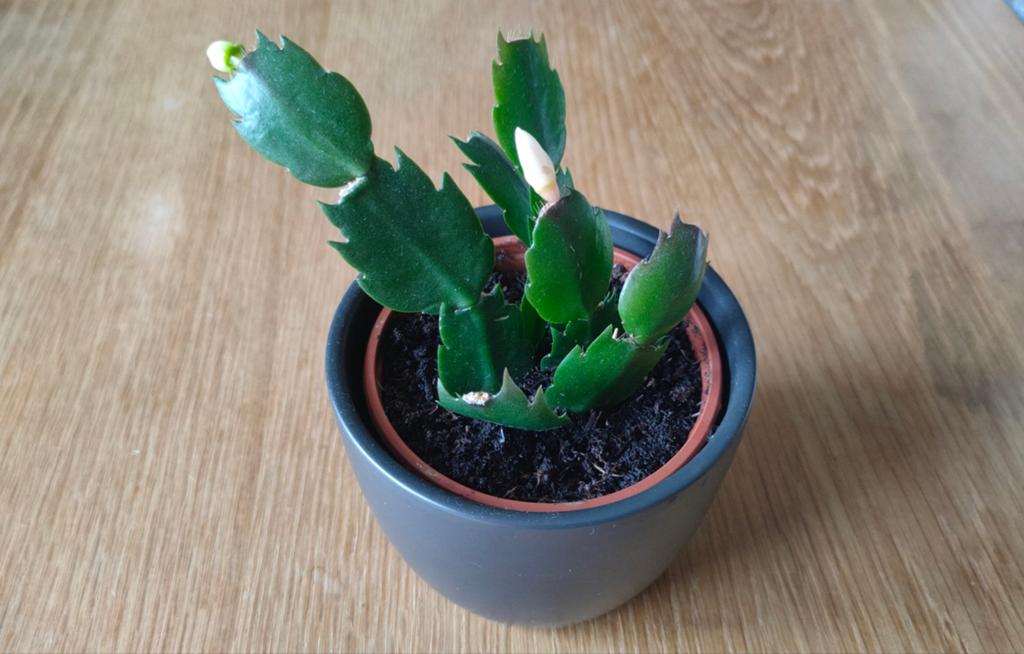 Lidcactus, Schlumbergera, Huis en Inrichting, Kamerplanten, Ophalen, Overige soorten, Halfschaduw, In pot