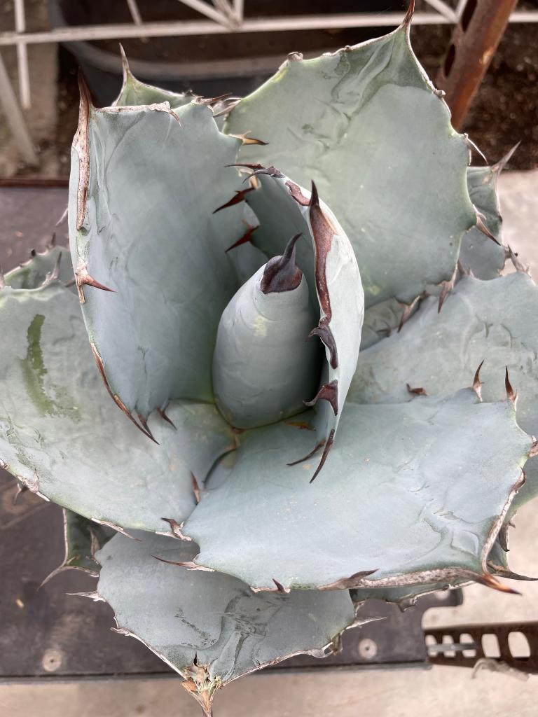 Agave Titanota Bleu in de 25 cm pot., Ophalen of Verzenden, Minder dan 100 cm, Bloeiende kamerplant, Volle zon