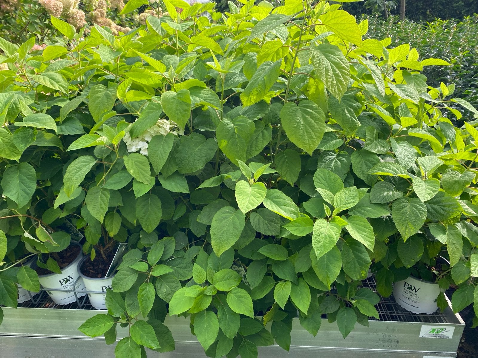 Hortensia Strong Annabelle - Grote Witte Bloemen, Vaste plant, Halfschaduw, Zomer, Ophalen