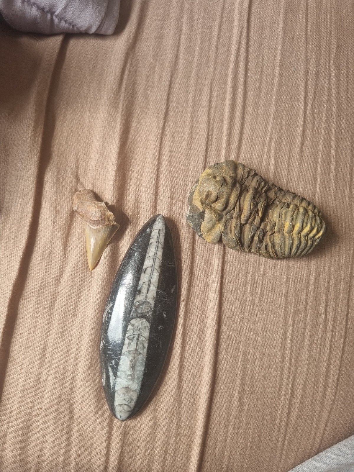 Trilobiet, Orthoceras en Haaientand Fossielen Collectie, Ophalen of Verzenden