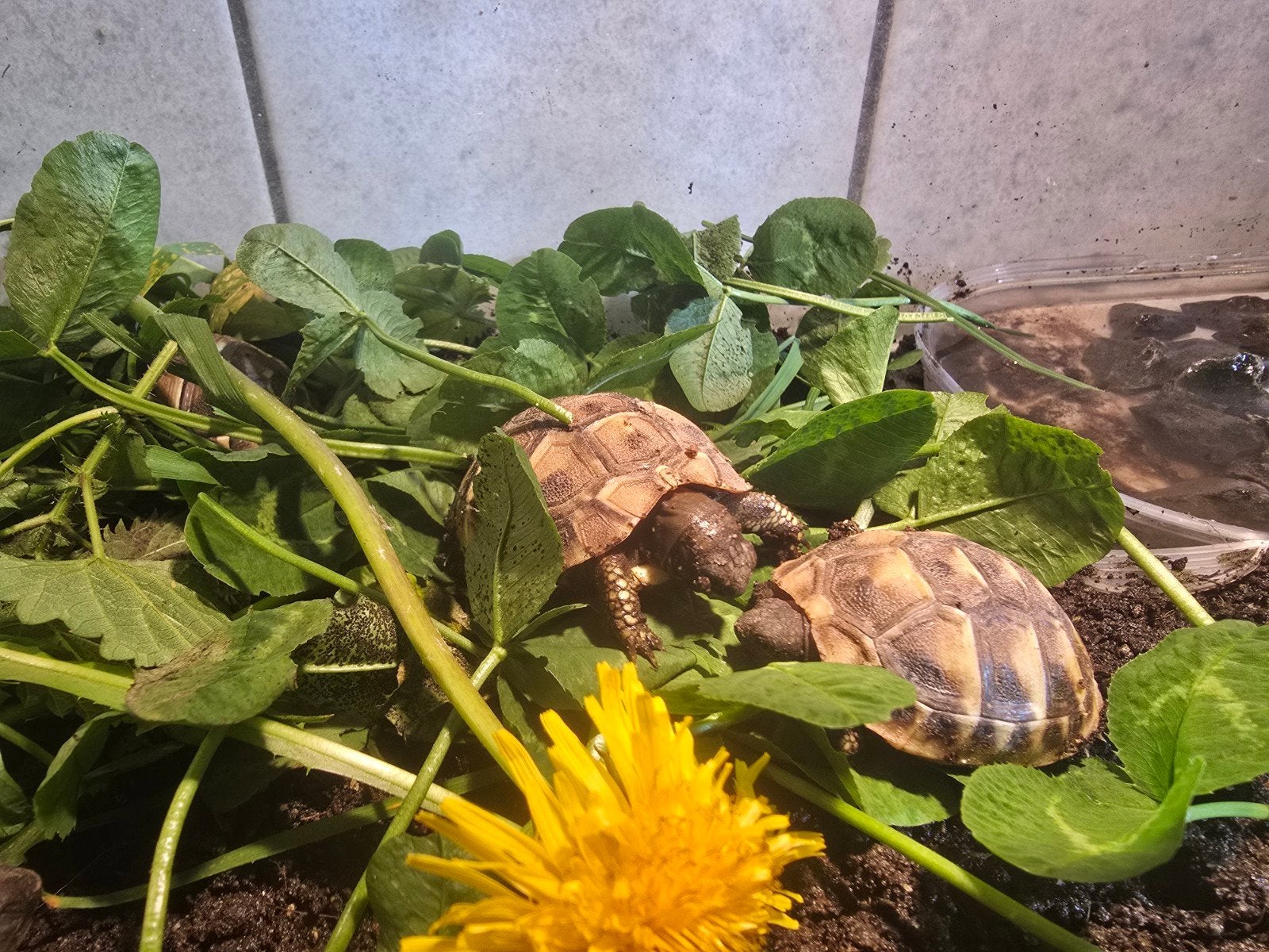 Nakweek Griekse landschildpadden Tortoise photo 4