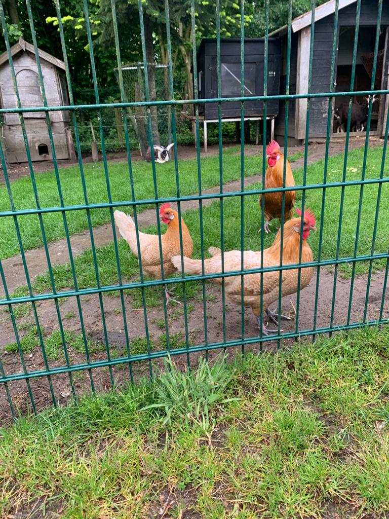 Broedeieren Groninger Meeuw, Dieren en Toebehoren, Geslacht onbekend, Kip