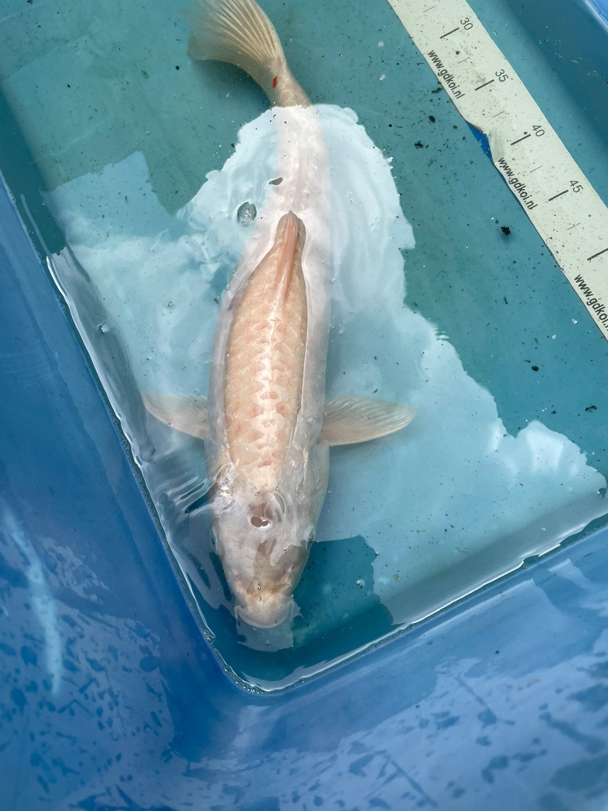 Witte Koikarper 40 cm, Dieren en Toebehoren, Karper of Koi