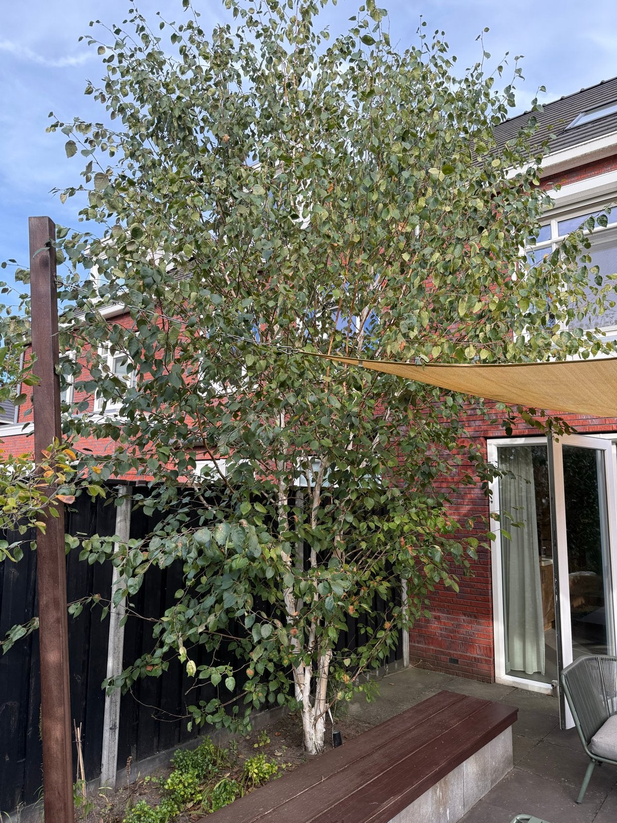 Meerstammige berk - 6 jaar oud - 550cm hoog, Volle zon, Lente, 400 cm of meer, Overige soorten