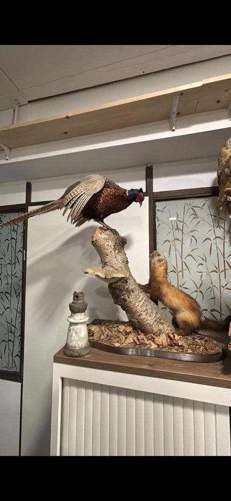Opgezette fazant met bunzing, Ophalen of Verzenden, Zo goed als nieuw, Vogel, Opgezet dier