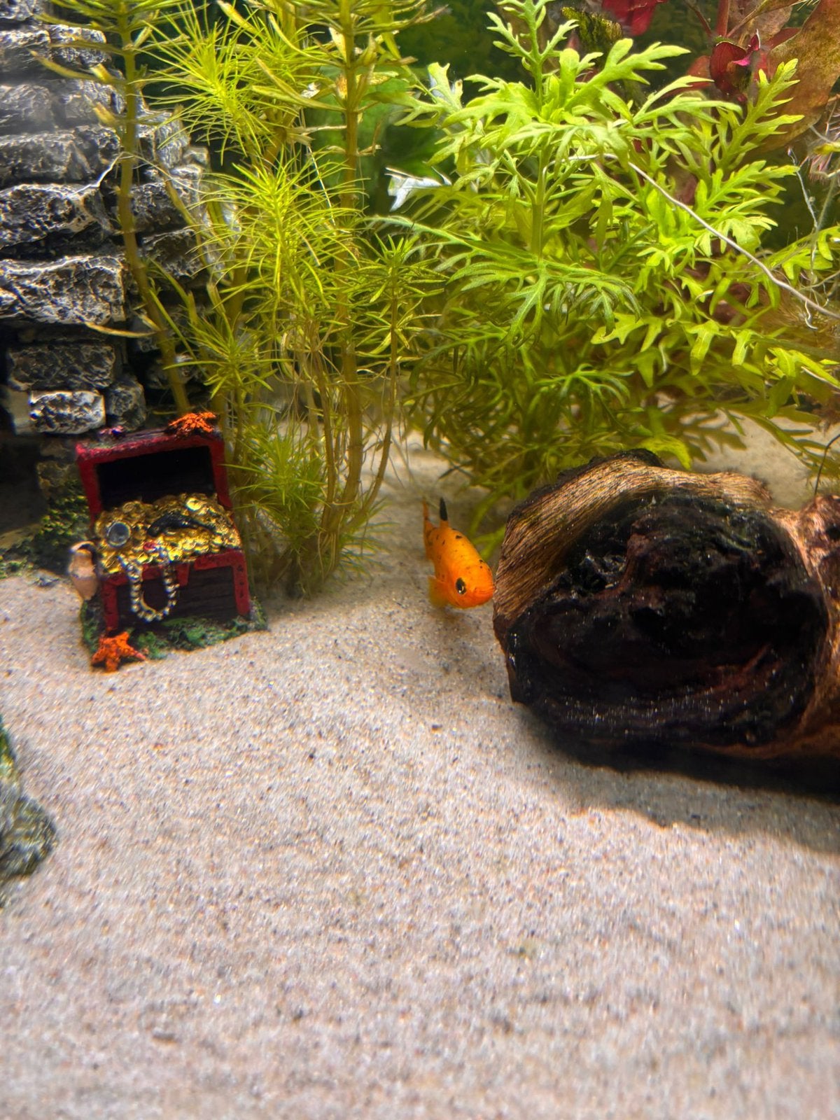Oranje molly. 2 stukes, Dieren en Toebehoren, Vis