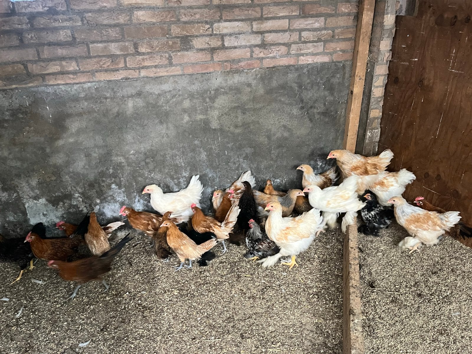 Kuikens 6 weken oud, Geslacht onbekend, Kip