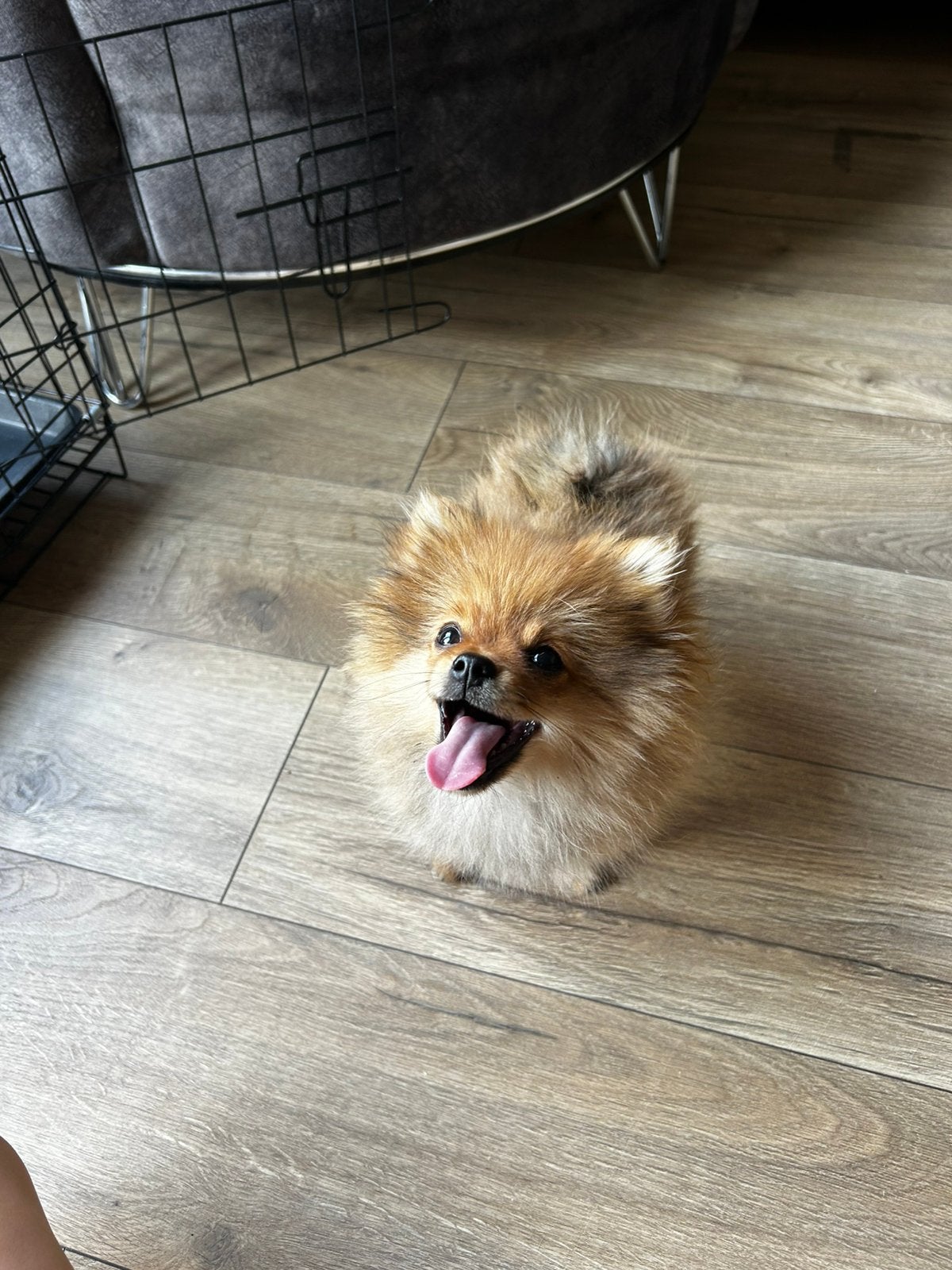 Pomeriaan pup (reutje), Overige rassen, 8 tot 15 weken, Teef, Parvo