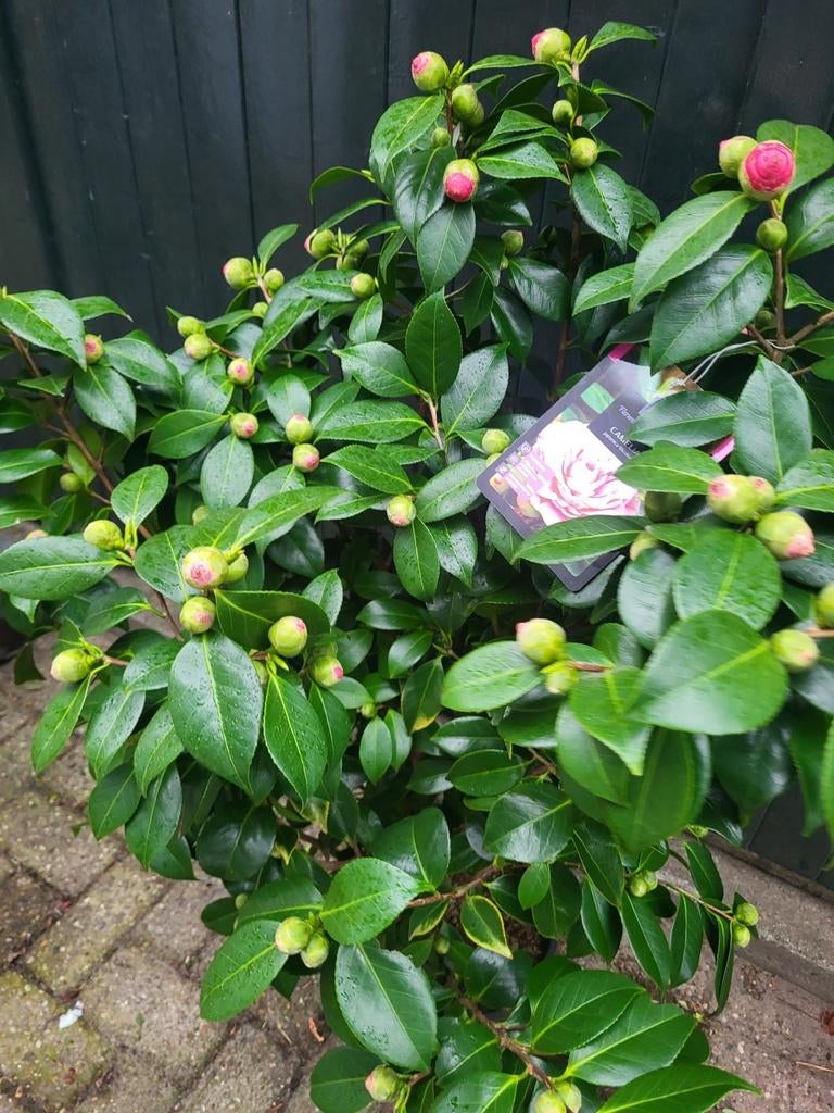 Xxl cammelia planten, Ophalen of Verzenden, Laurier