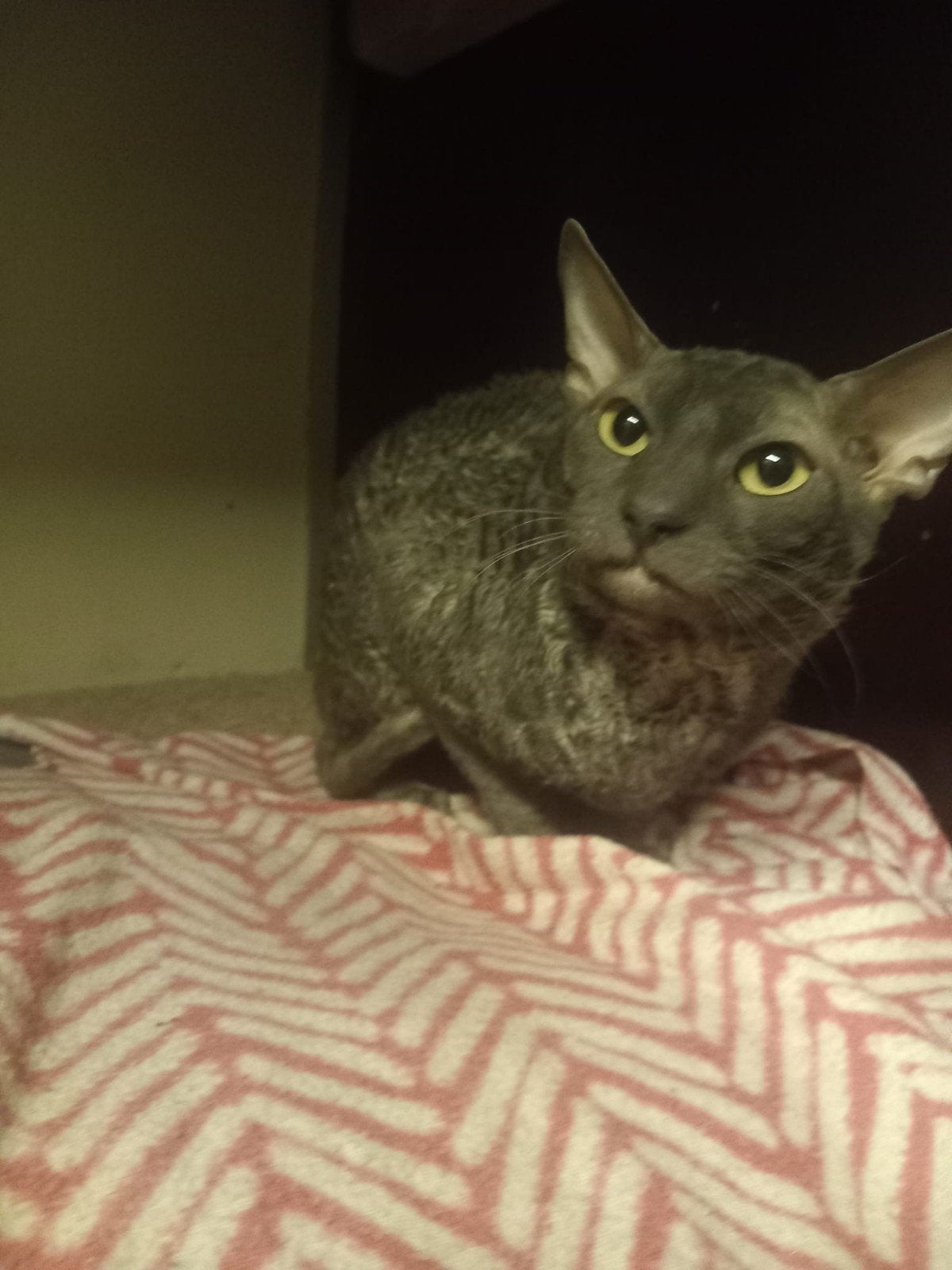 cornish rex dek kater
