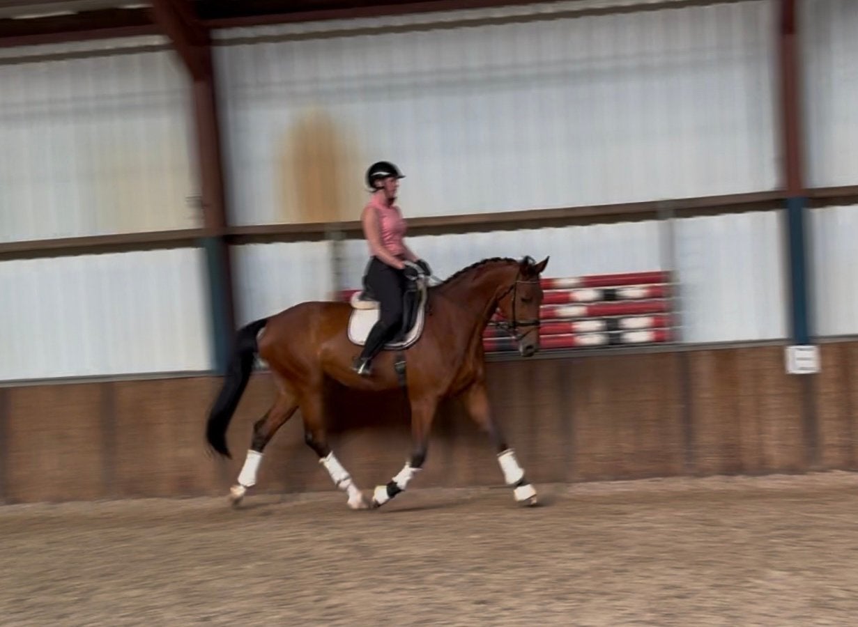 Top brave, fijn te rijden ruin voor sport en/of recreatie, Met stamboom, Ruin, 170 tot 175 cm, L