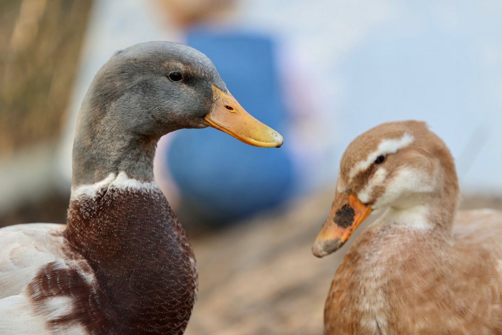 Saksen eend broedeieren te koop!, Dieren en Toebehoren, Pluimvee, Geslacht onbekend, Eend