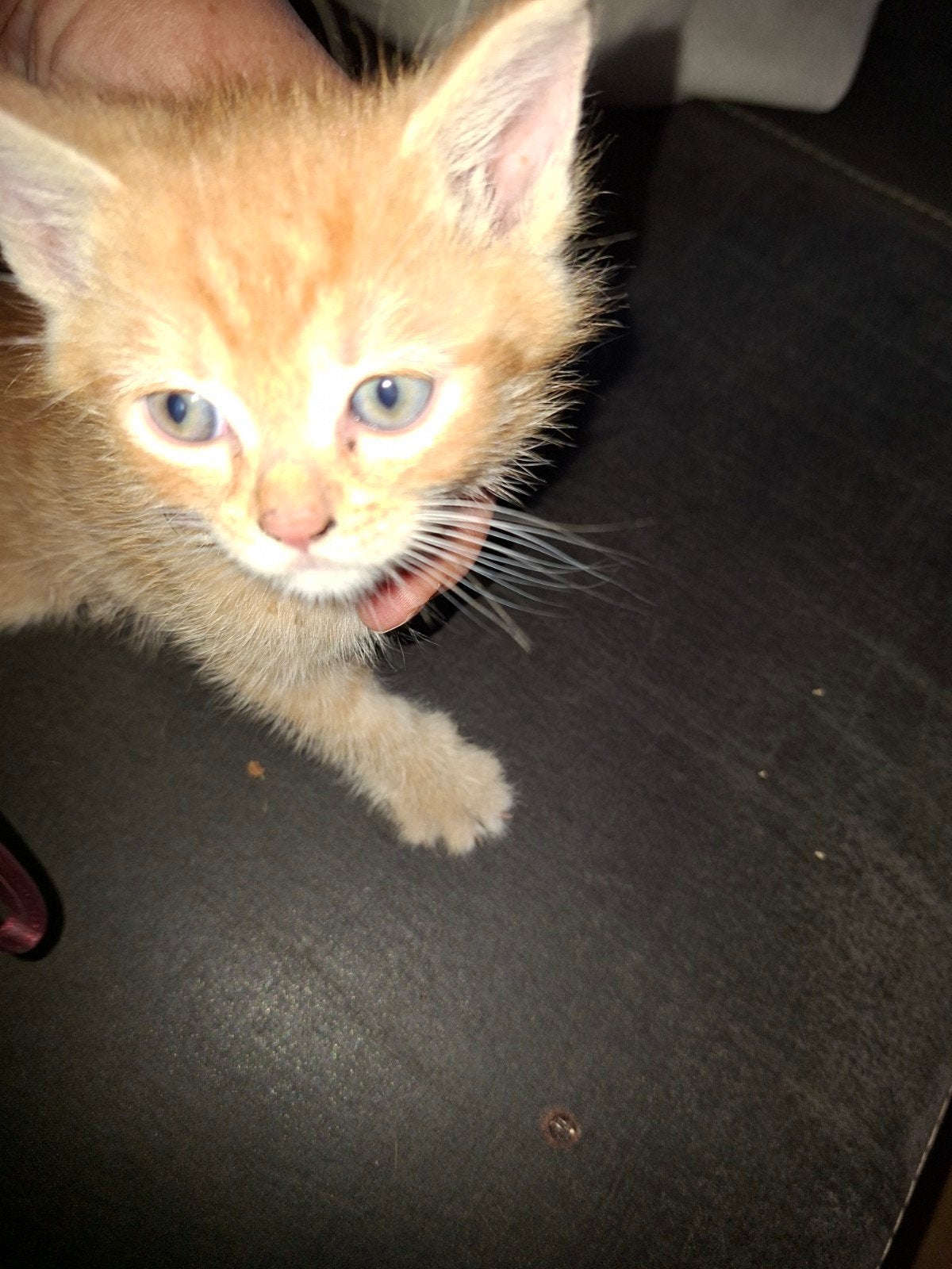 Te koop kittens, Dieren en Toebehoren, Katten en Kittens | Overige Katten, Meerdere dieren