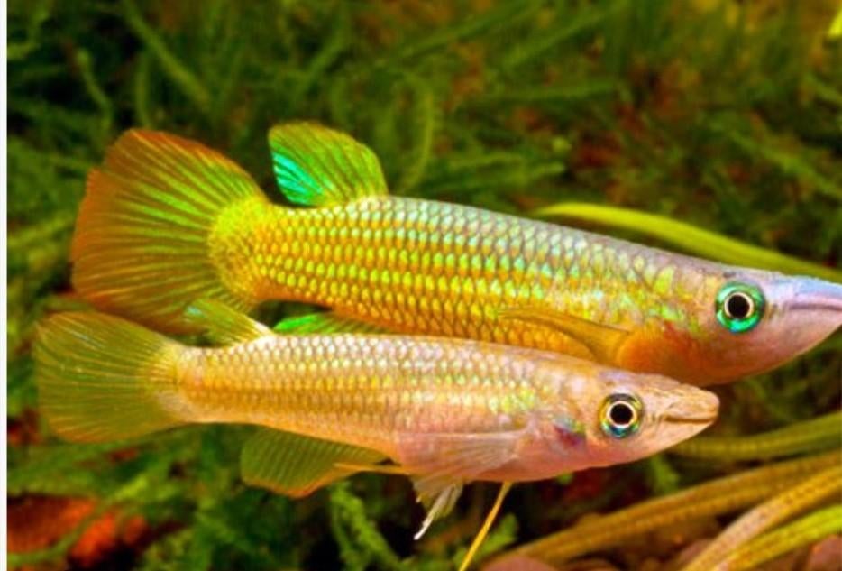 Golden killifish zo snel mogelijk weg, Vis, Zoetwatervis, Schoolvis