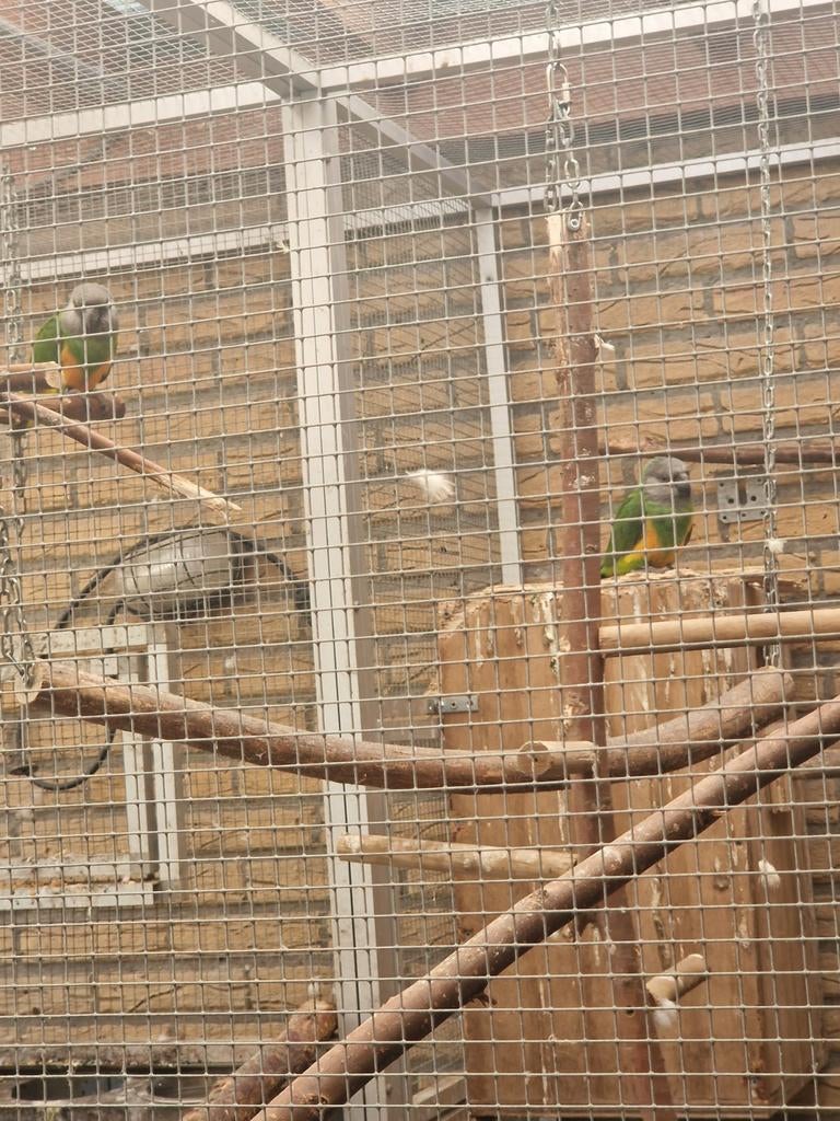 Koppel bonte boeren, Dieren en Toebehoren, Meerdere dieren, Parkiet