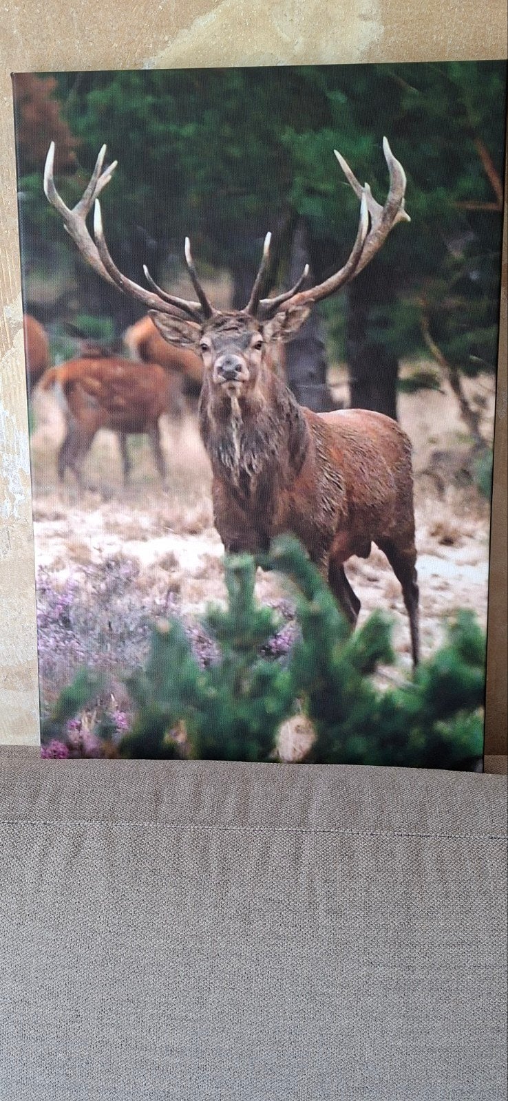 Prachtig Canvas Schilderij Edelhert - Natuurlijke Kunst, Ophalen, Gebruikt, Print, 75 cm of meer