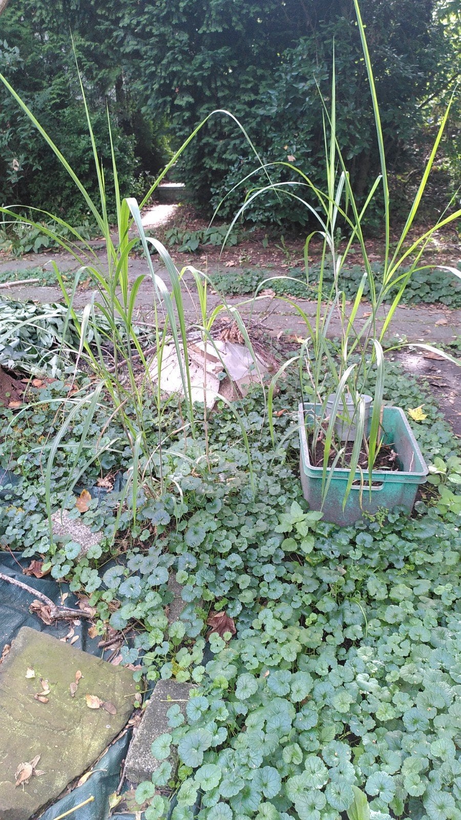 Riet plantjes. Gratis Ophalen., Ophalen, Volle zon, Vaste plant, Siergrassen