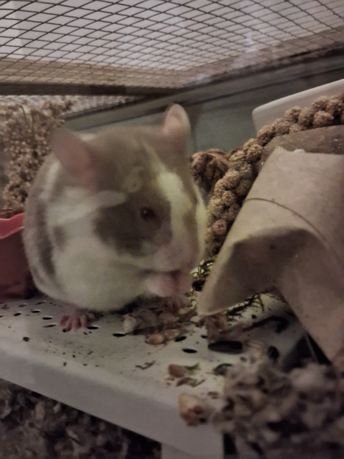 syrische hamster met al haar spullen, Dieren en Toebehoren, Juli, Vrouwelijk, Hamster