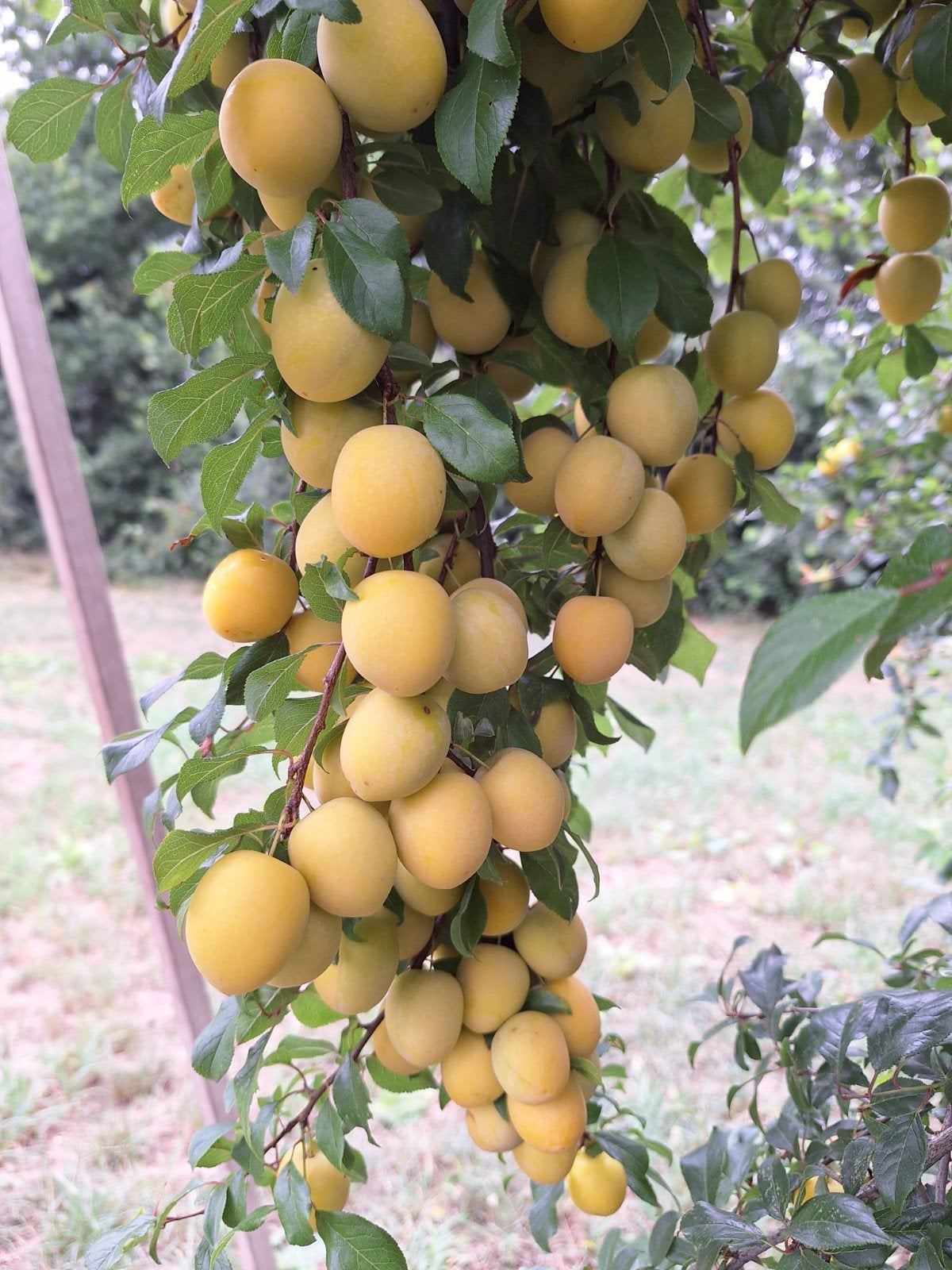 Mirabellen. Pruimen. Fruit, Diversen, Levensmiddelen, Ophalen of Verzenden