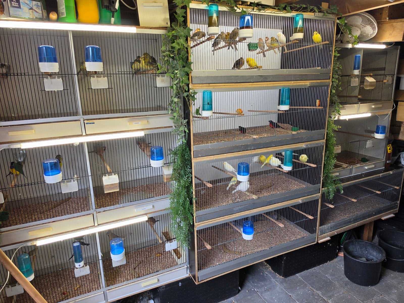 diverse tropen en kanaries, Meerdere dieren