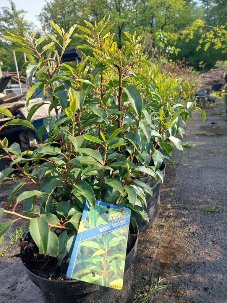 Mooie volle Portugese Laurier in 7.5 liter pot. 40-45 cm, Tuin en Terras, Ophalen of Verzenden, Overige soorten, Volle zon