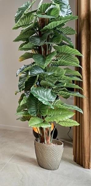 2x Kunstplant Alocasia XL 240cm - Olifantoor boom/plant, Huis en Inrichting, Woonaccessoires | Kunstplanten en Kunstbloemen, Ophalen