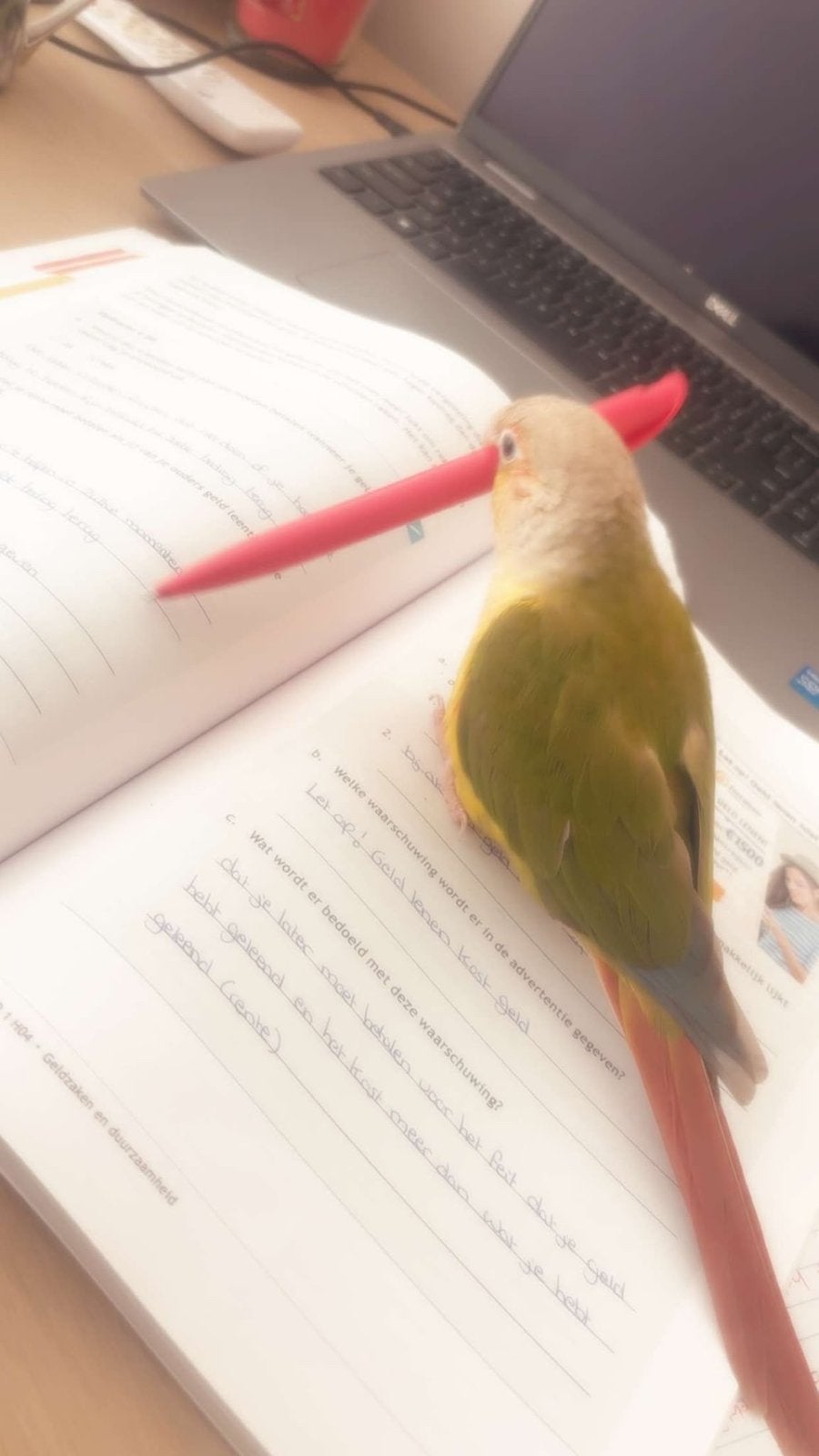 Pyrrhura tam, Mannelijk, Papegaai, Tam