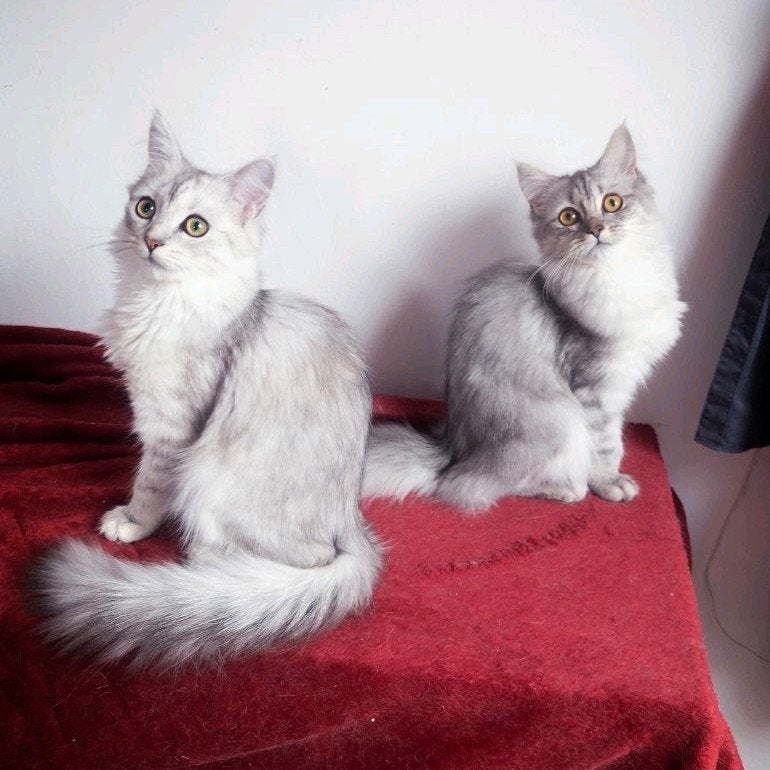 ragdoll mix Brits langhaar 6 manden oud, Dieren en Toebehoren, Meerdere dieren, Ontwormd, 0 tot 2 jaar
