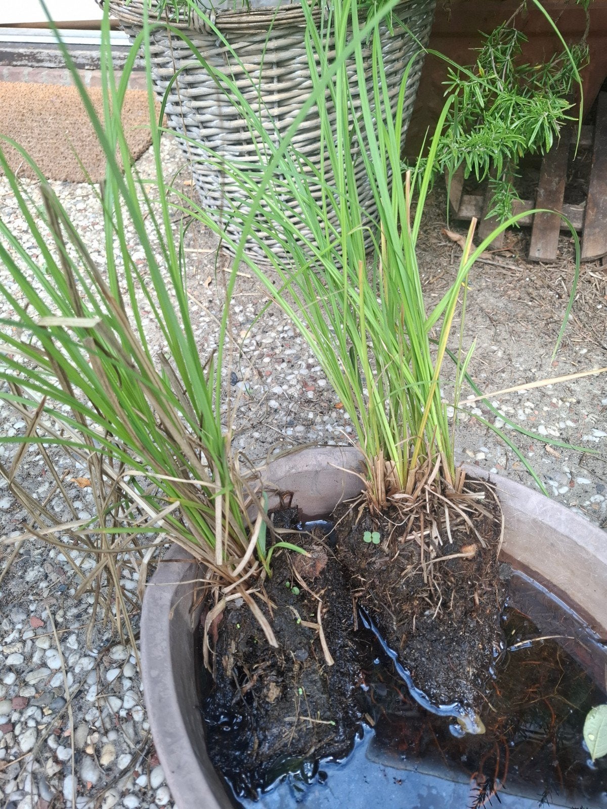 Oeverzegge - vijverplant, Tuin en Terras, Ophalen, Nieuw