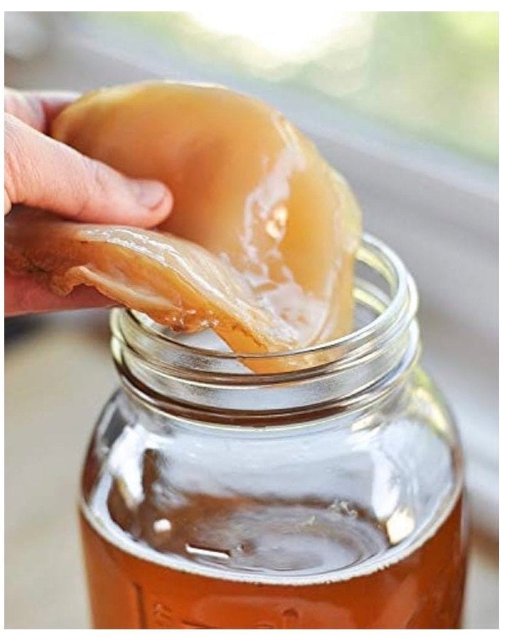 Scoby voor kombucha, Ophalen