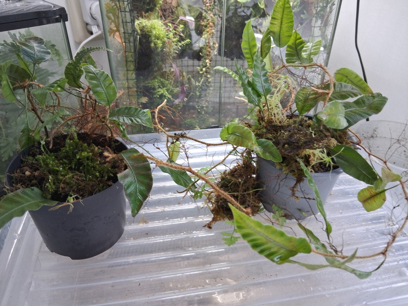 Davalia heterophylla -, Vaste plant, Varens, Ophalen of Verzenden, Bloeit niet