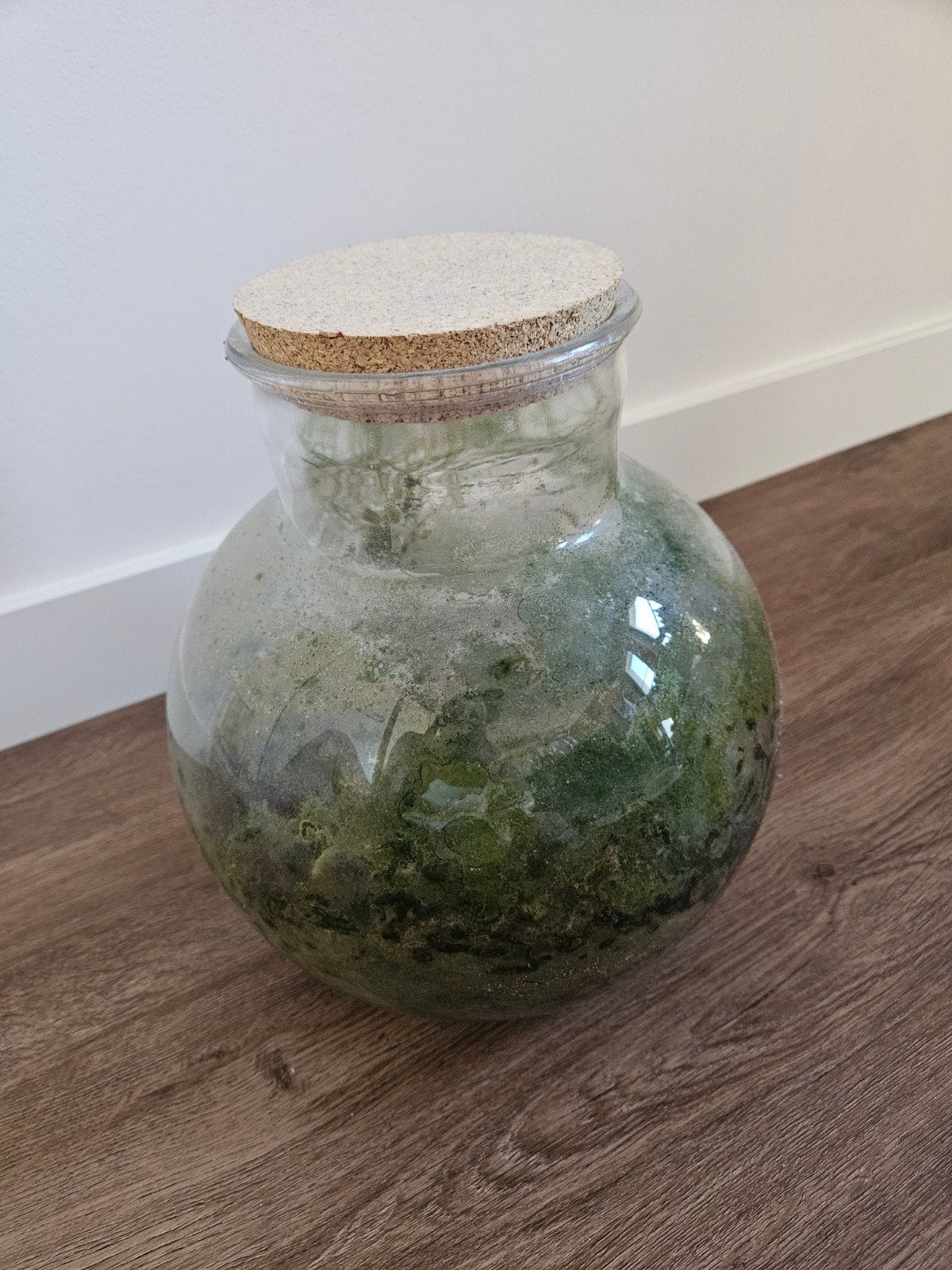 Glazen terrarium met kurken deksel, Ophalen, Gebruikt, Transparant, Glas