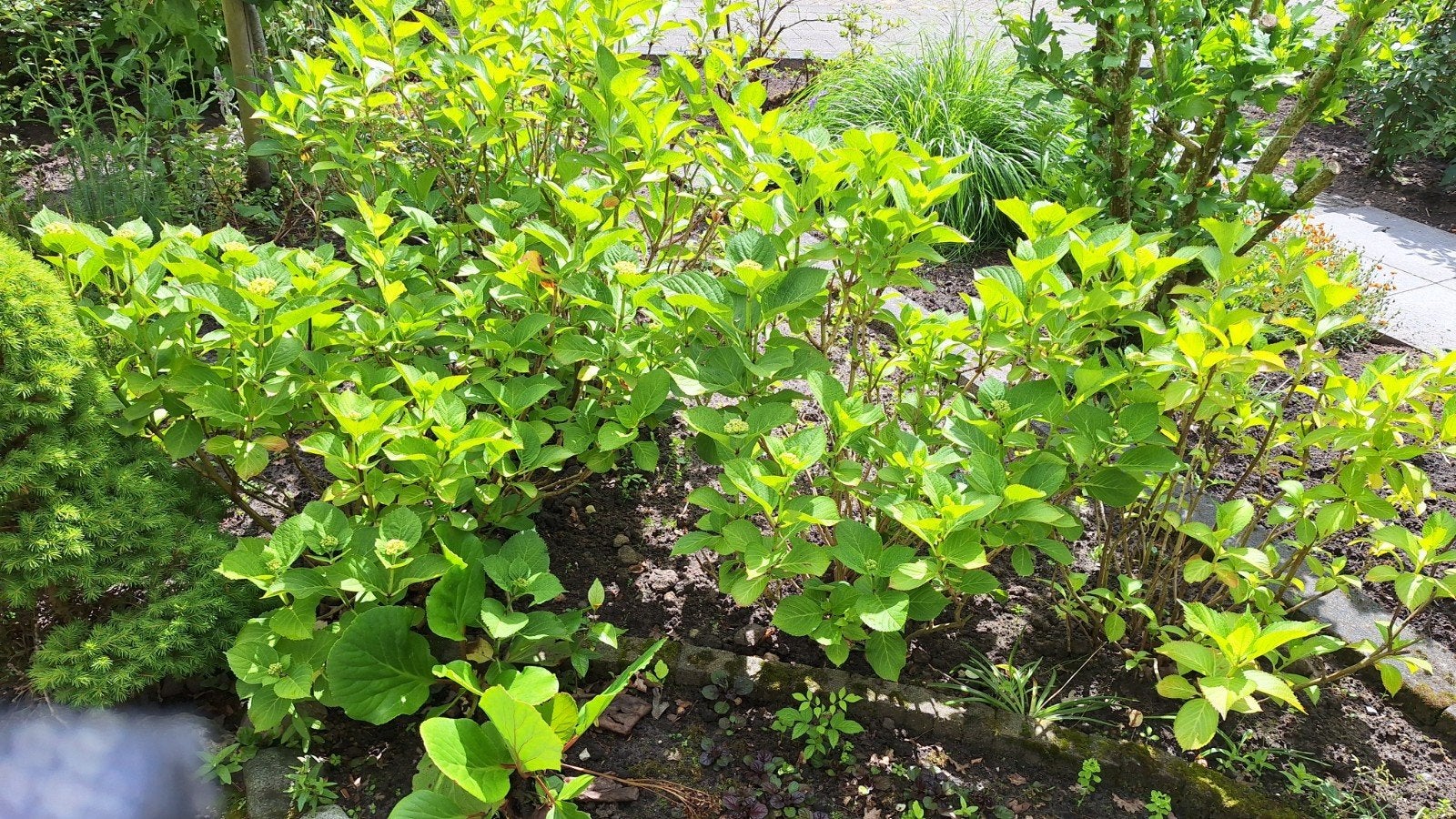 Hortensia's, Tuin en Terras, Ophalen, Hortensia, Minder dan 100 cm