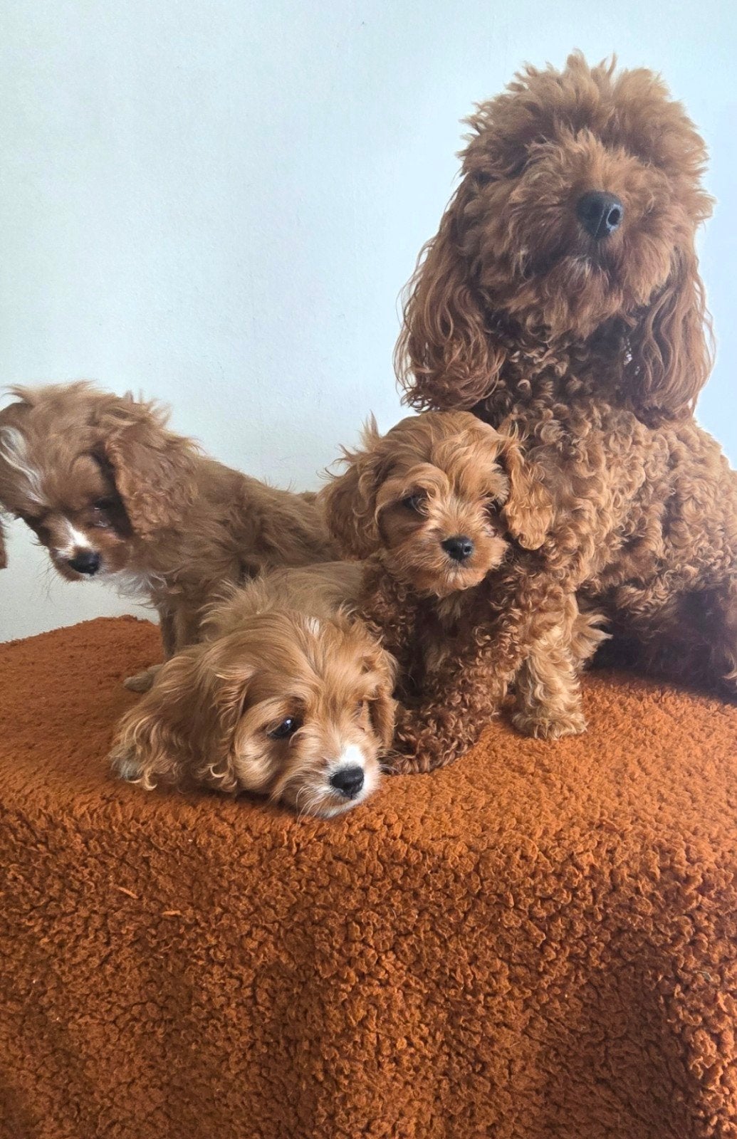 prachtige cavapoo pups mini doodle toypoedel, Dieren en Toebehoren, Poedel, Parvo, 8 tot 15 weken, Meerdere