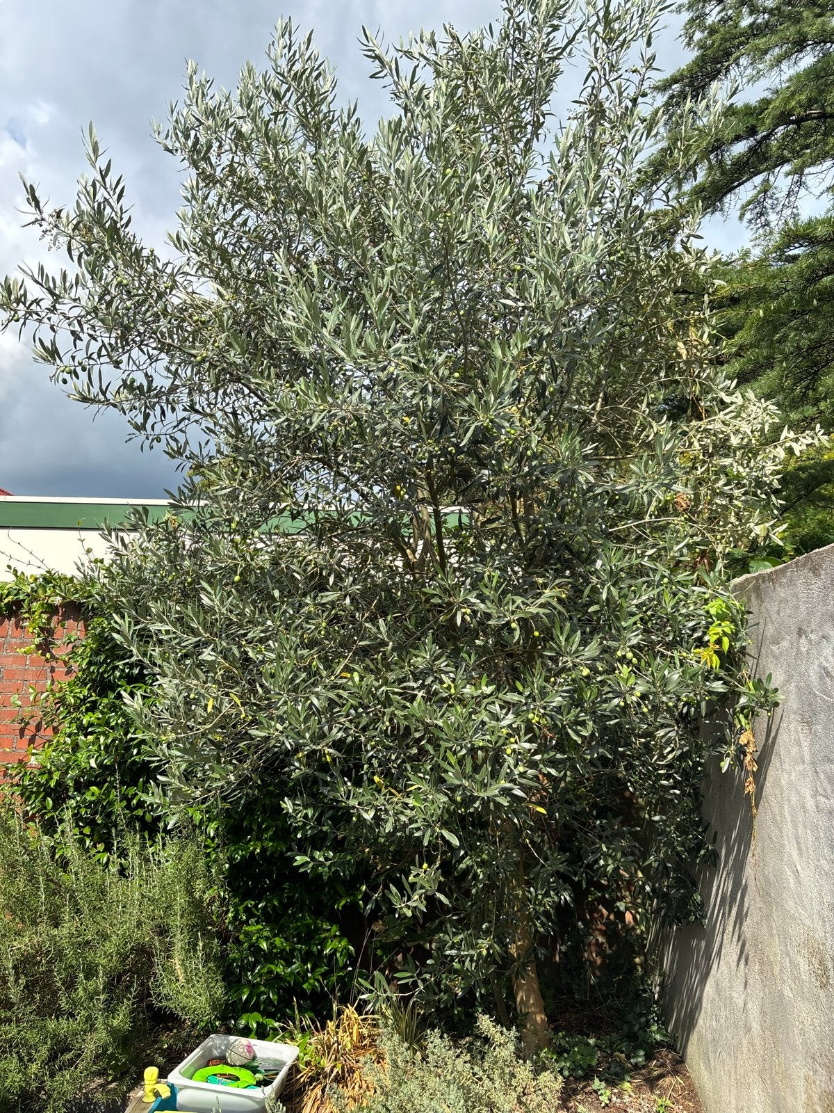 Grote Olijfboom, Tuin en Terras, Lente, Olijfboom, 250 tot 400 cm, Ophalen