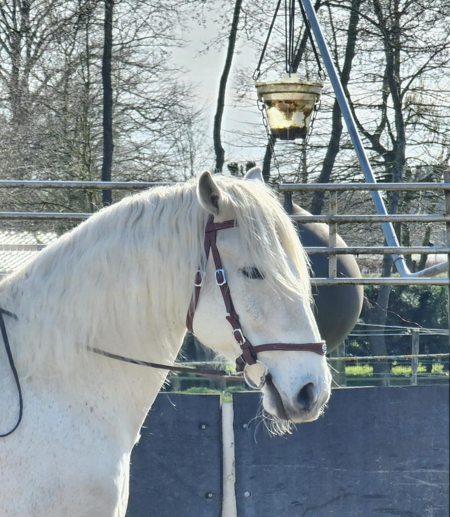 Weide/grond te koop of te huur gevraagd, Dieren en Toebehoren