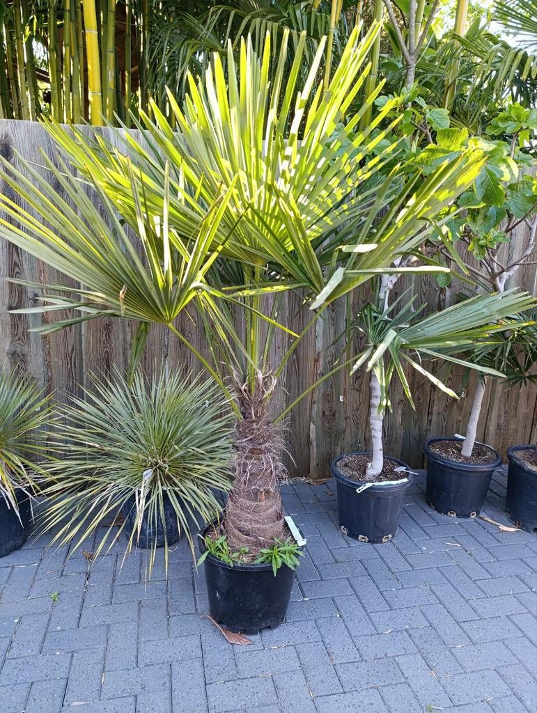 Winterharde palmboom trachycarpus fortunei, Ophalen, Gehele jaar, Volle zon