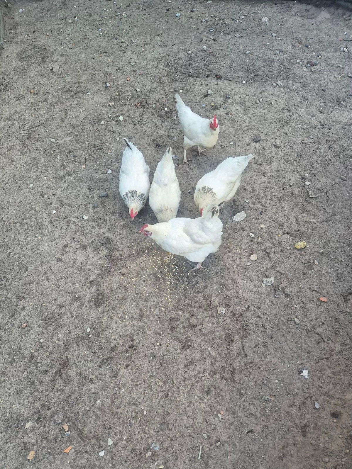 Sussex kippen, Dieren en Toebehoren, Pluimvee, Vrouwelijk, Kip