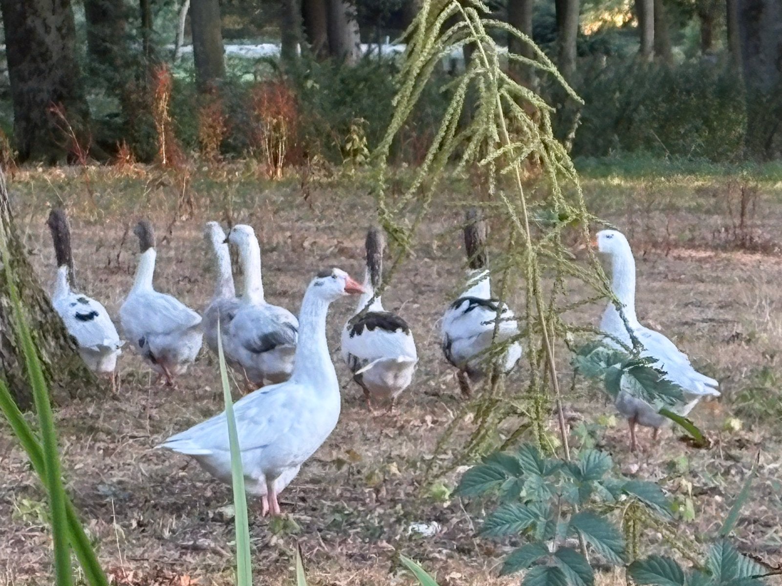 Witte en bonte ganzen, Dieren en Toebehoren, Pluimvee, Meerdere dieren, Gans of Zwaan