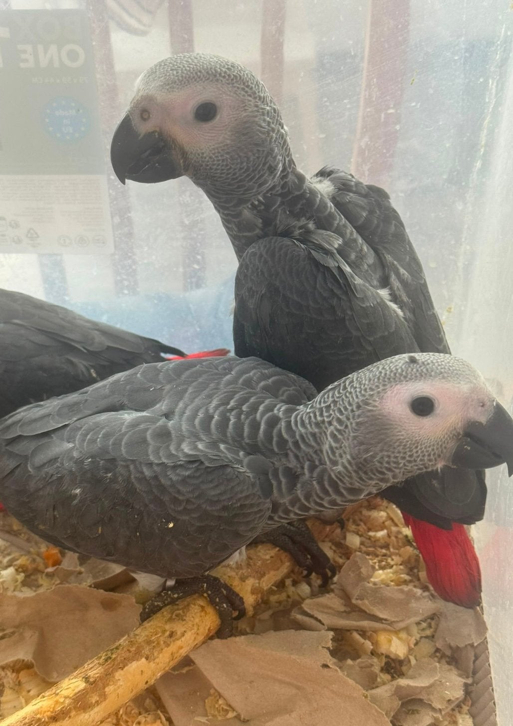 Baby grijze roodstaart papegaaien, Dieren en Toebehoren, Vogels | Parkieten en Papegaaien, Meerdere dieren, Papegaai