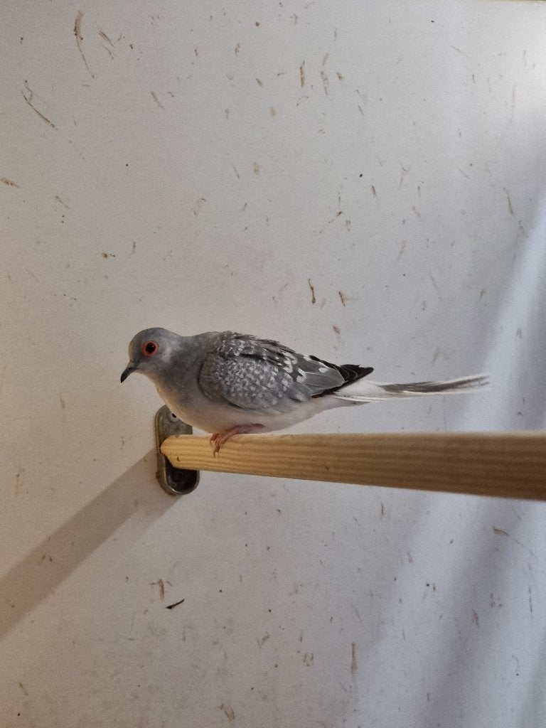 Diamantduif | Tropische vogels | Volièrevogels, Dieren en Toebehoren, Meerdere dieren, Overige soorten