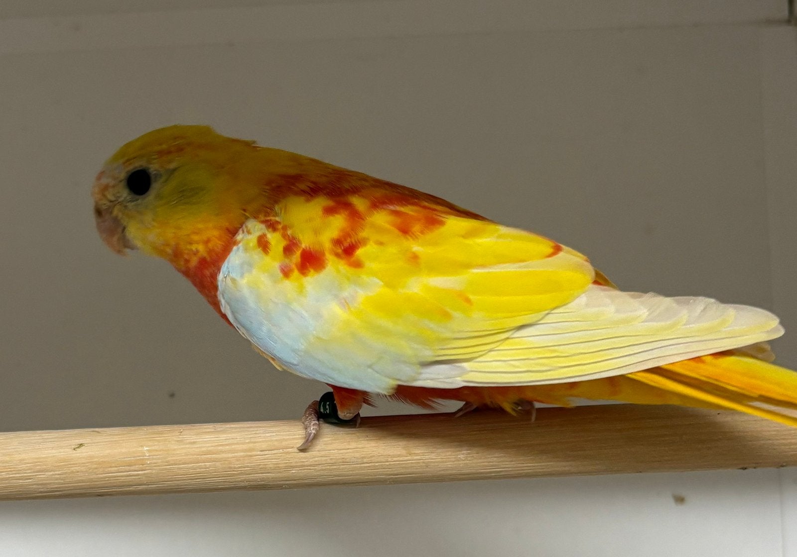 Te koop gele roodbuik turqoisine, Meerdere dieren, Parkiet, Geringd