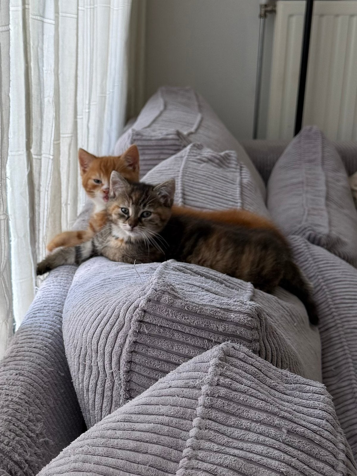 2 lieve kittens zoeken een huisje (gaan samen weg), Dieren en Toebehoren, Meerdere dieren
