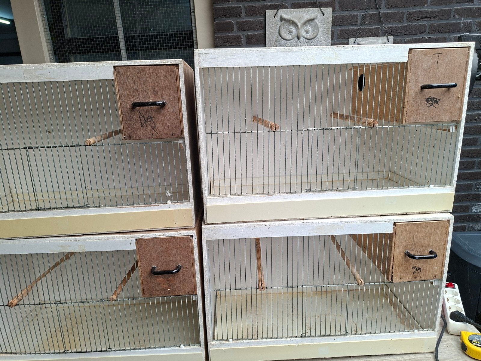 grasparkieten, Meerdere dieren, Parkiet