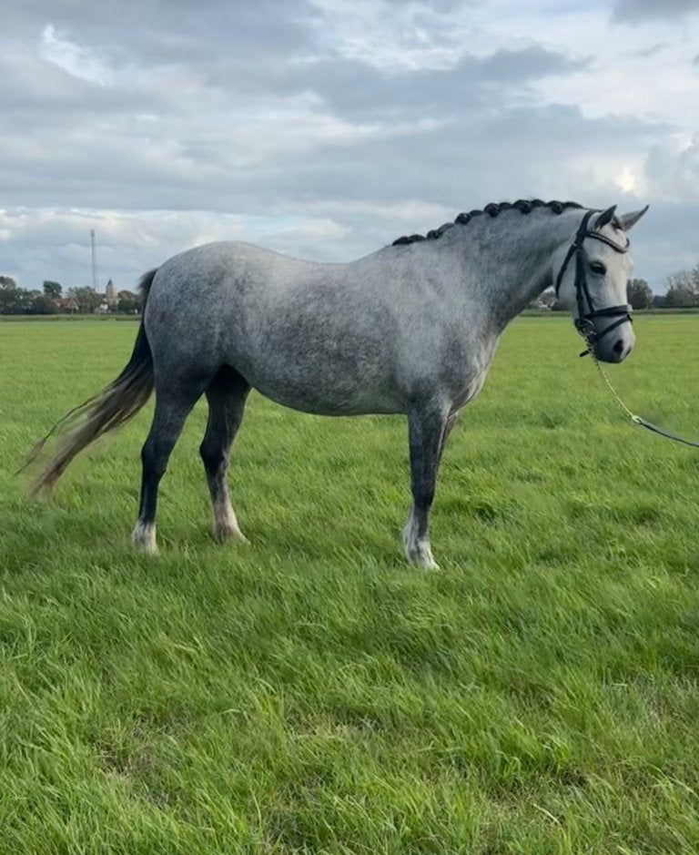 6 jarige B-pony met uitzonderlijk springvermogen!, Dieren en Toebehoren, Springpony, Zadelmak, 3 tot 6 jaar, B pony (1.17m tot 1.27m)